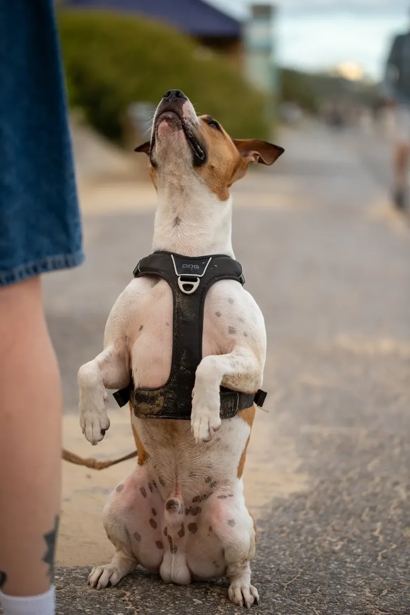 Dickie the Staffy (1 of 43)