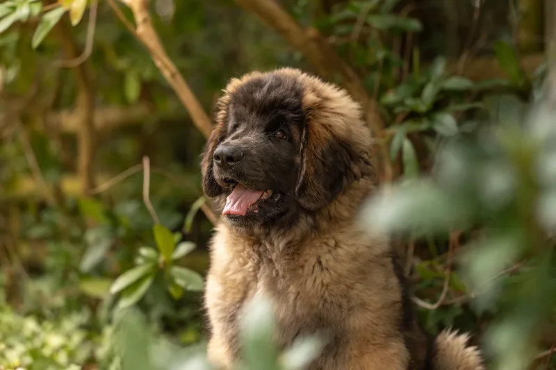 Alfie the Leonberger Puppy (21 of 41)