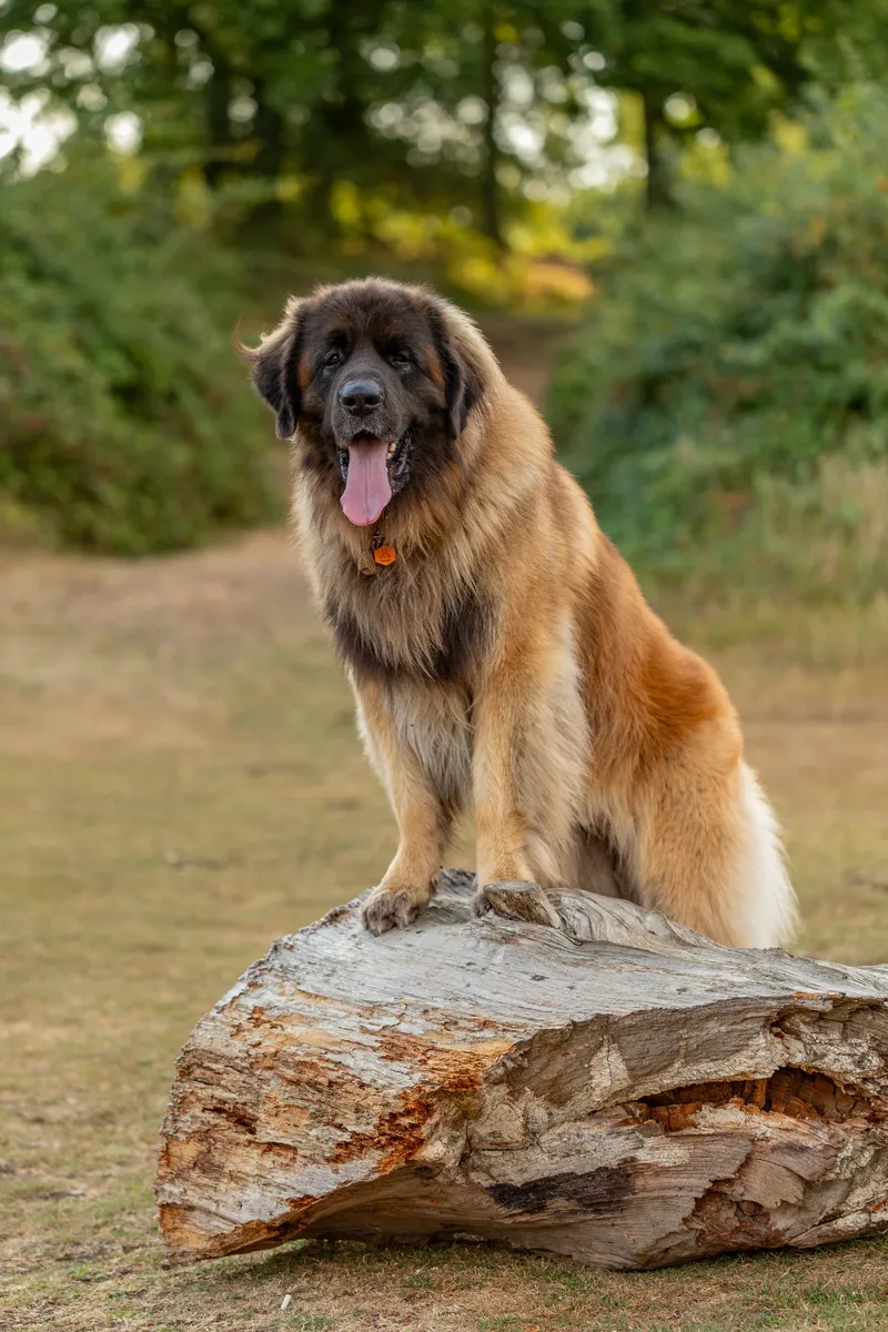 Koda