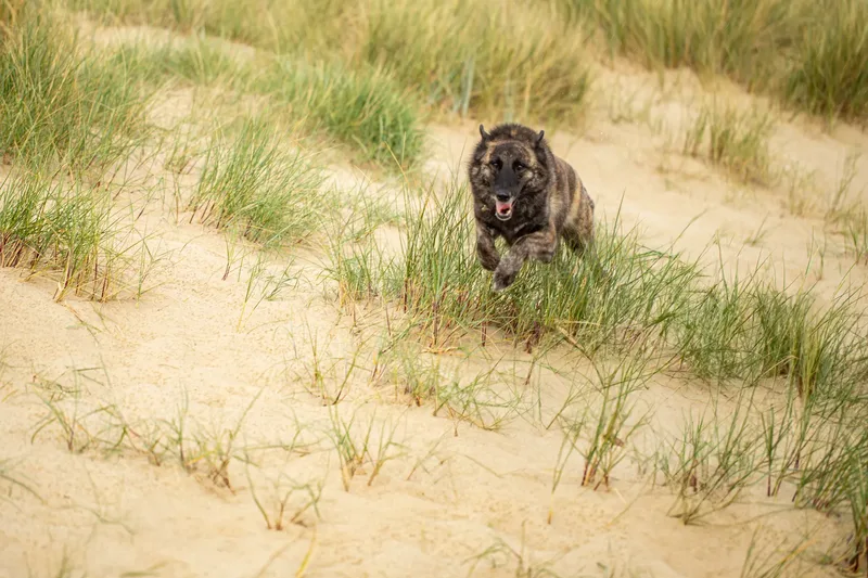 Estia & Baloo (3 of 24)
