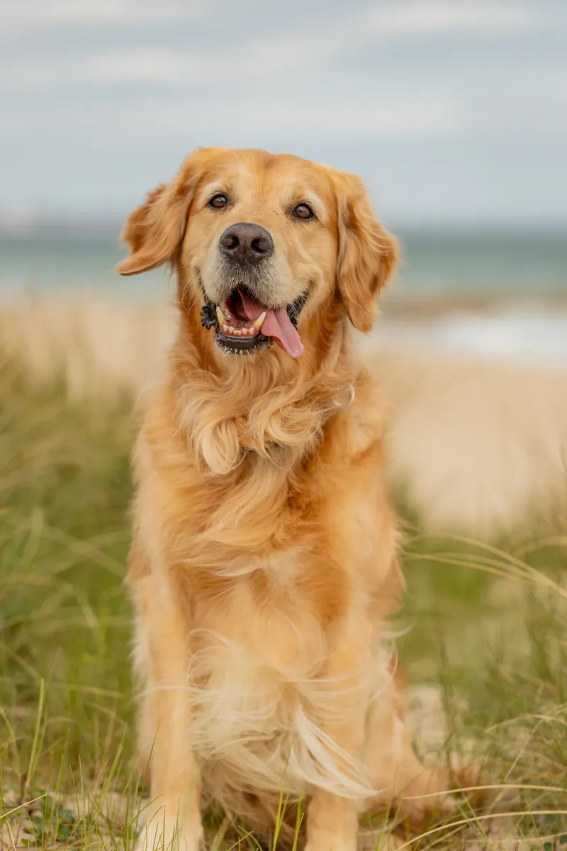 Murphy the golden retriever (24 of 41)
