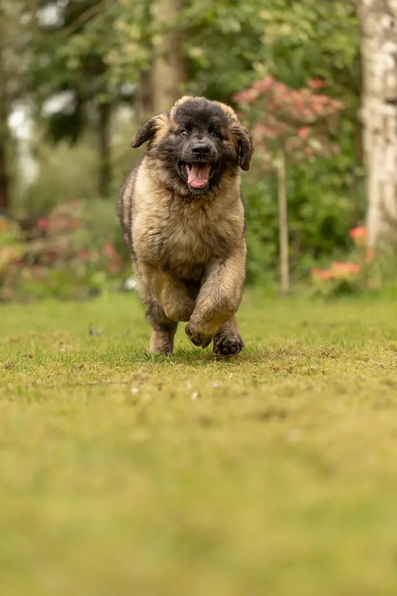 Alfie the Leonberger Puppy (14 of 41)