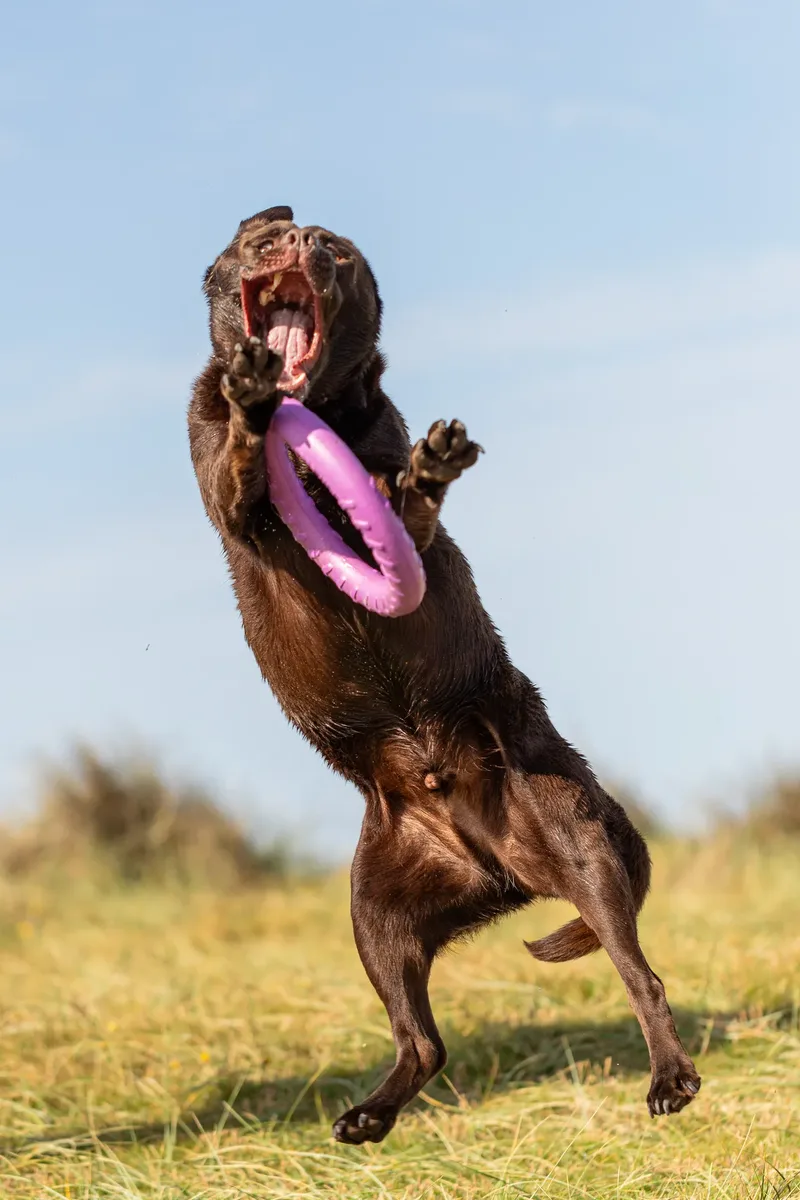 Ralph the Chocolate Lab (13 of 26)