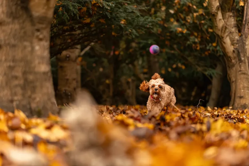 Bagel in autumn (4 of 24)
