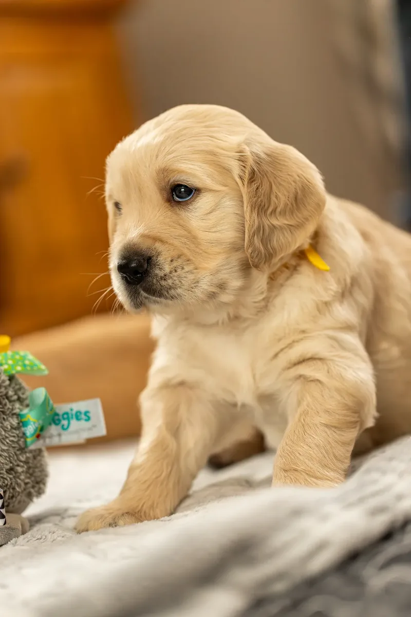 Golden Retriever Puppies (31 of 60)