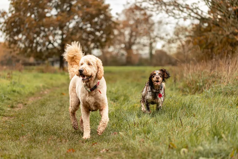 Dudley & Neville (8 of 24)