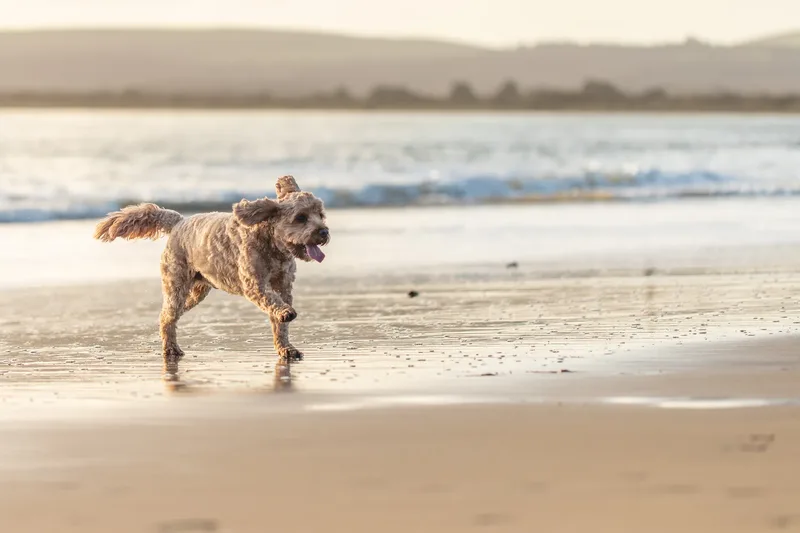 Red the Cavapoo (12 of 42)