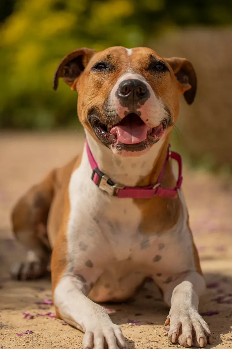 The Dorset Dog Trainer (13 of 42)