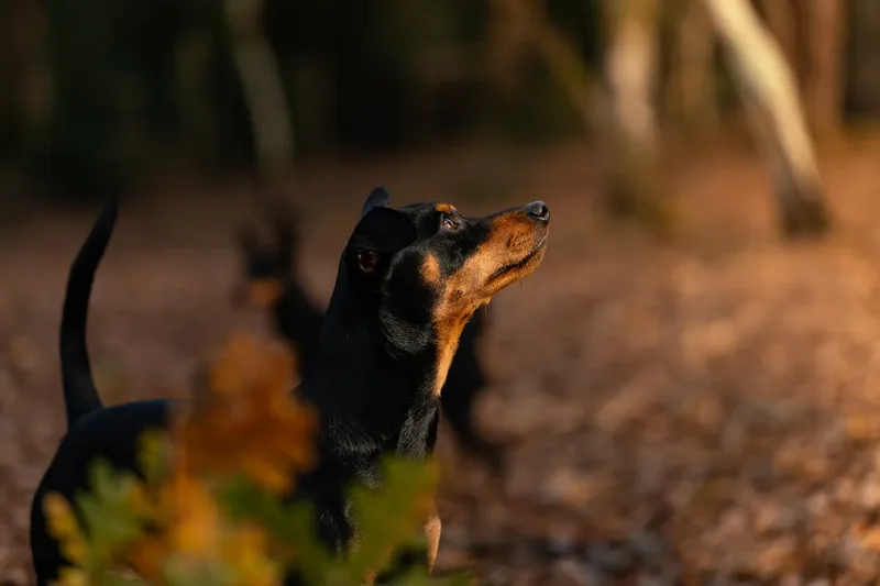 The Three Min Pins (10 of 24)