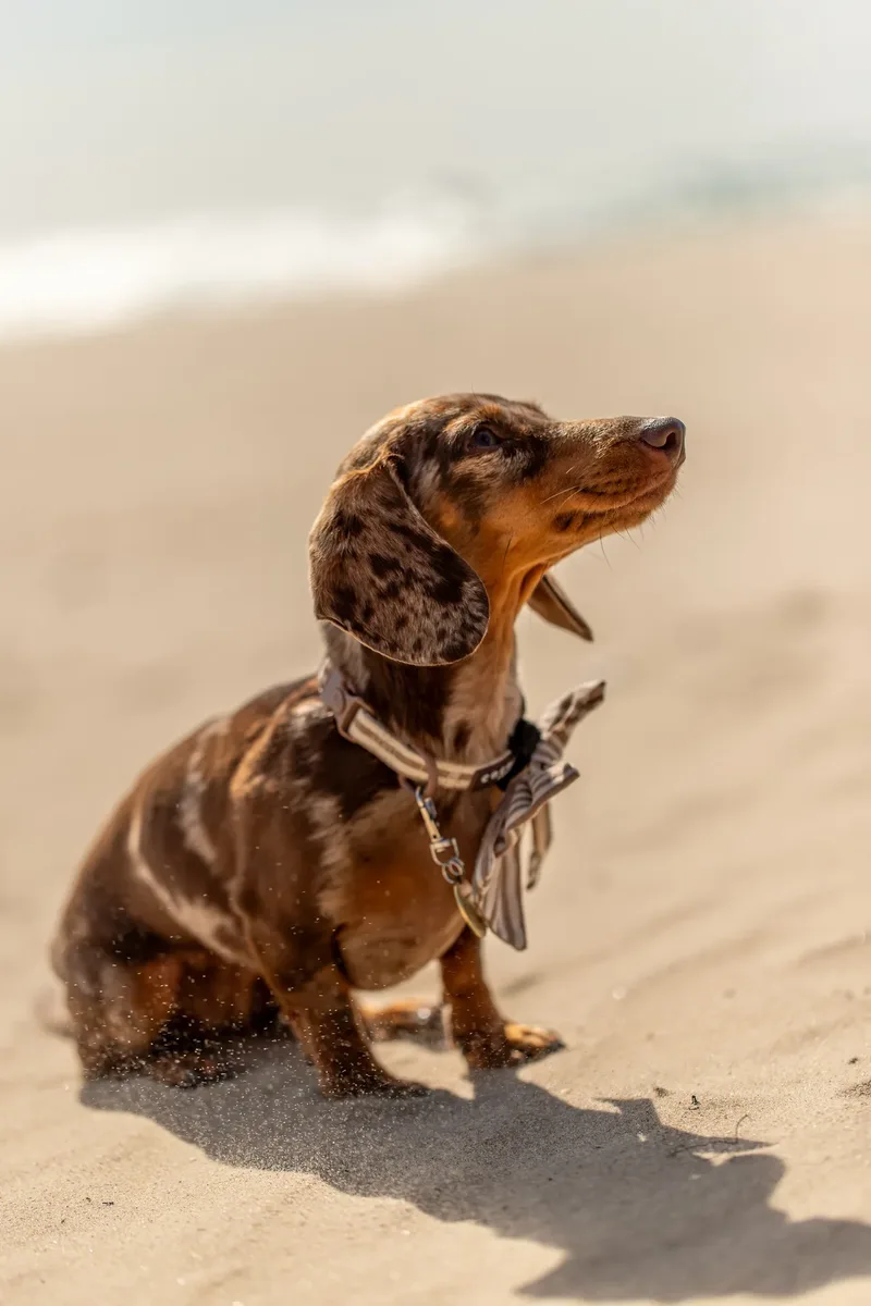 Margot at the beach (40 of 45)