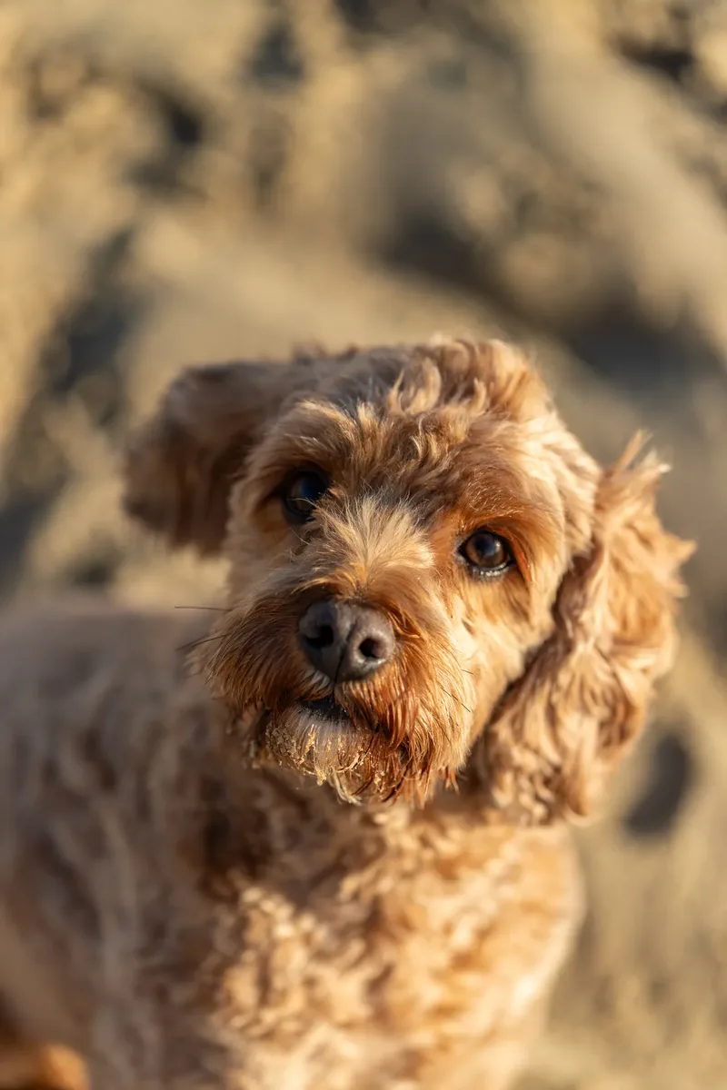 Red the Cavapoo (40 of 42)