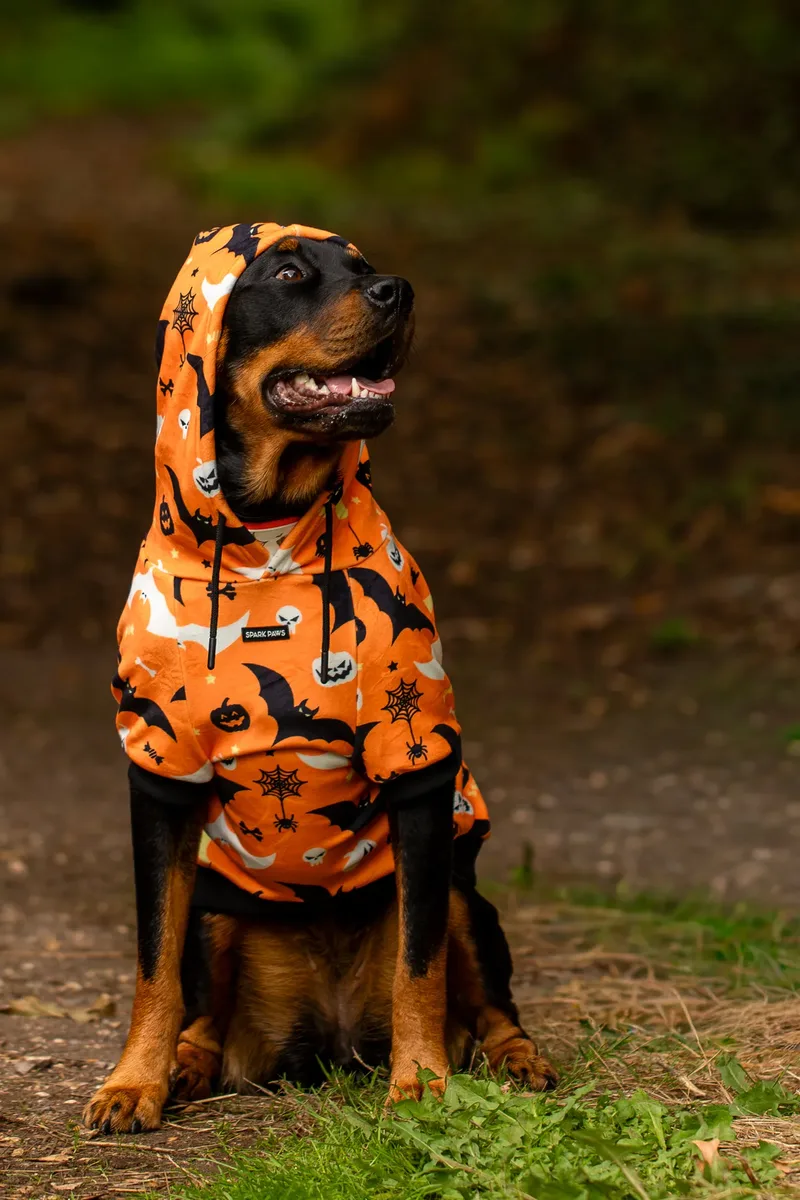 Karma the Rottie’s Halloween Shoot in Corfe Mullen (21 of 24)