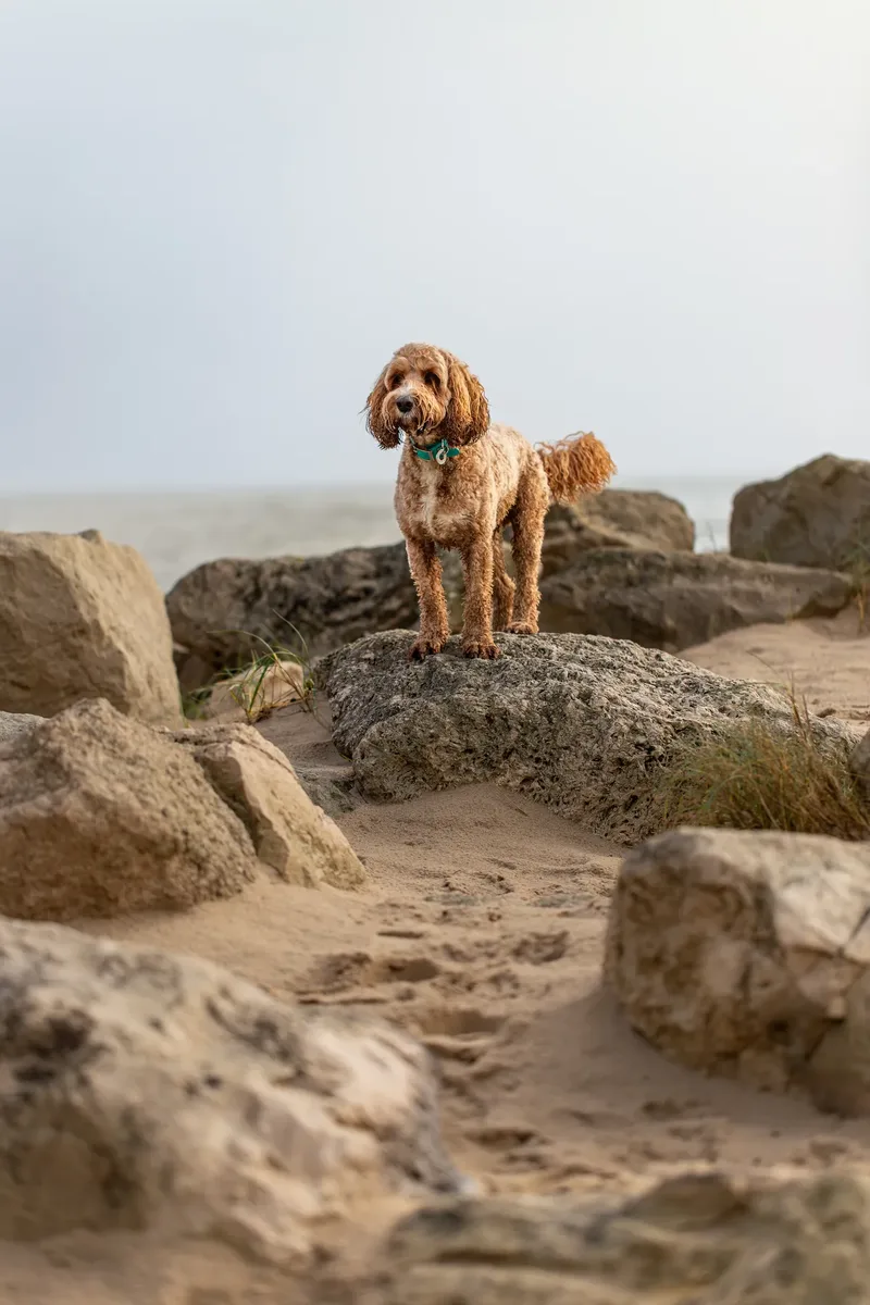 Teddy the Cockapoo (13 of 39)