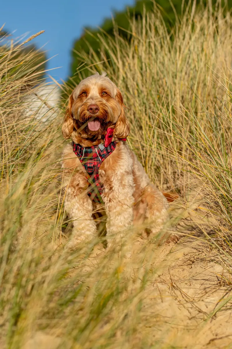 Toby Xmas beach shoot! (12 of 24)
