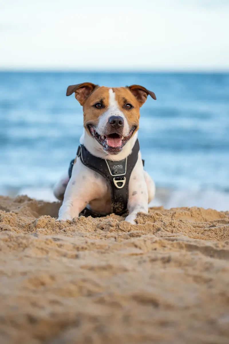 Dickie the Staffy (22 of 43)