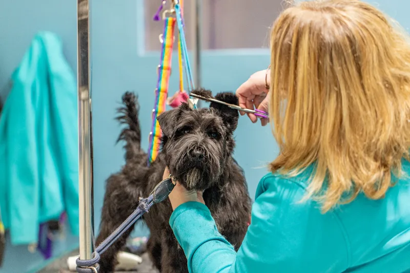 Doggie Styles Dog Groomers (11 of 13)