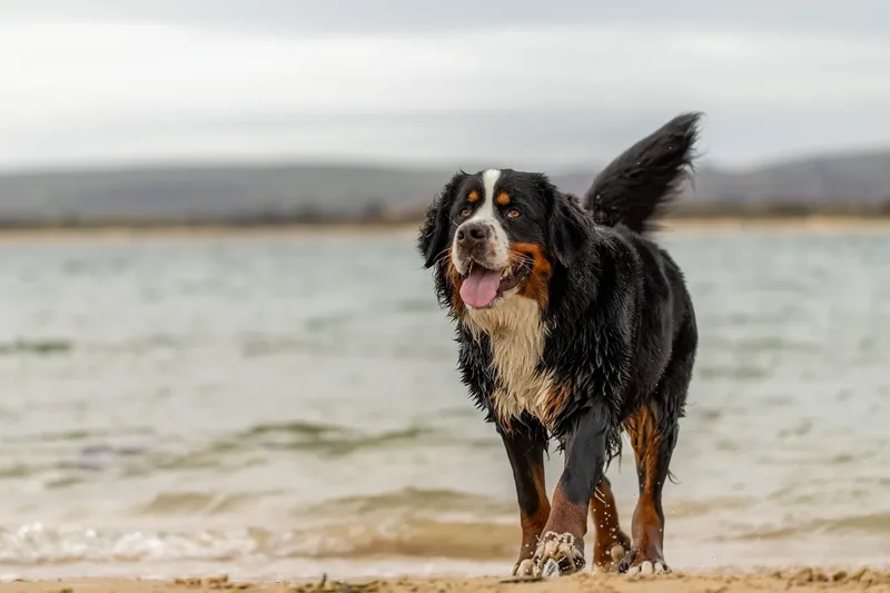 Berry the Bernese Mountain Dog (19 of 30)