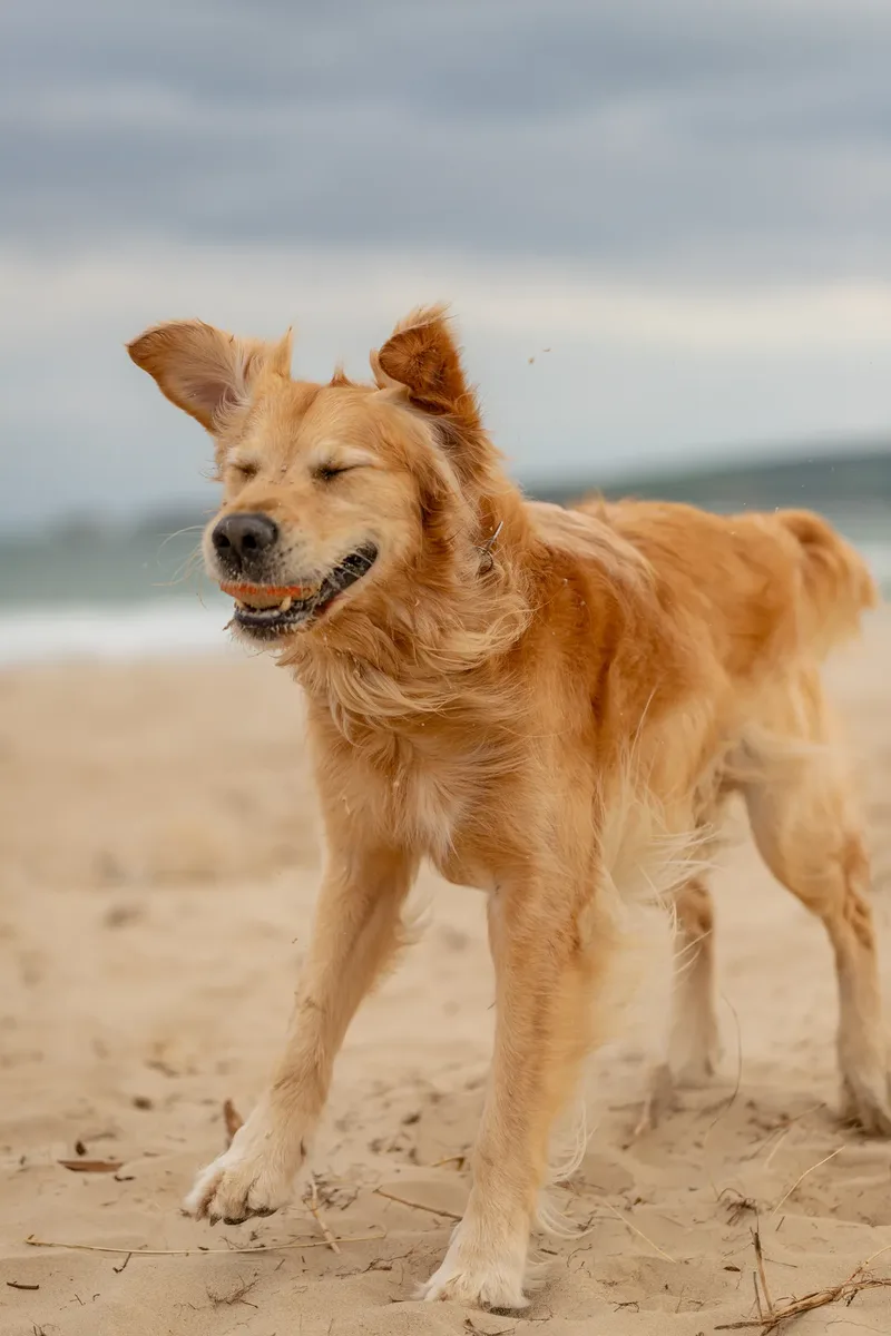 Murphy the golden retriever (38 of 41)