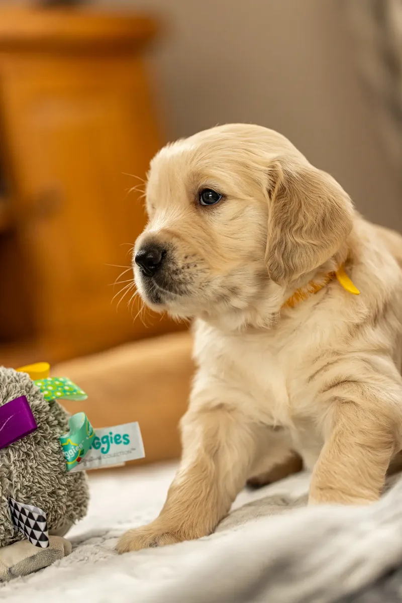Golden Retriever Puppies (15 of 60)