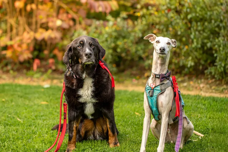 The Walled Garden Moreton – Dog show ceremony (14 of 24)