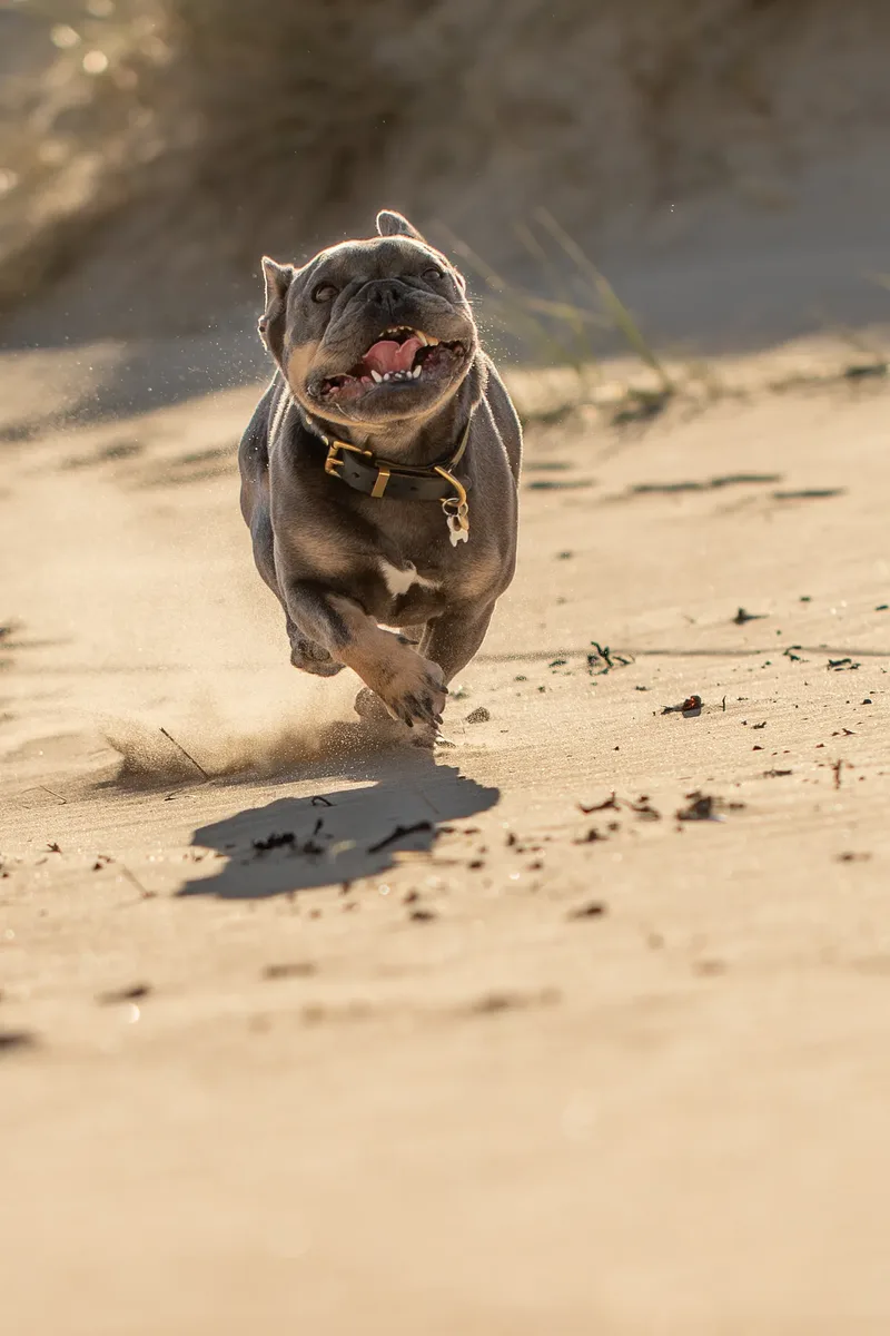 Blue the Frenchie (30 of 32)