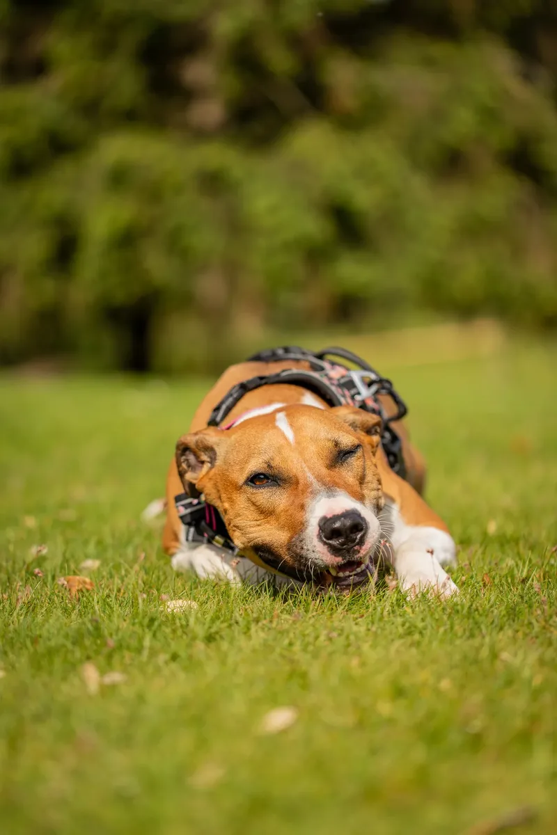 The Dorset Dog Trainer (40 of 42)