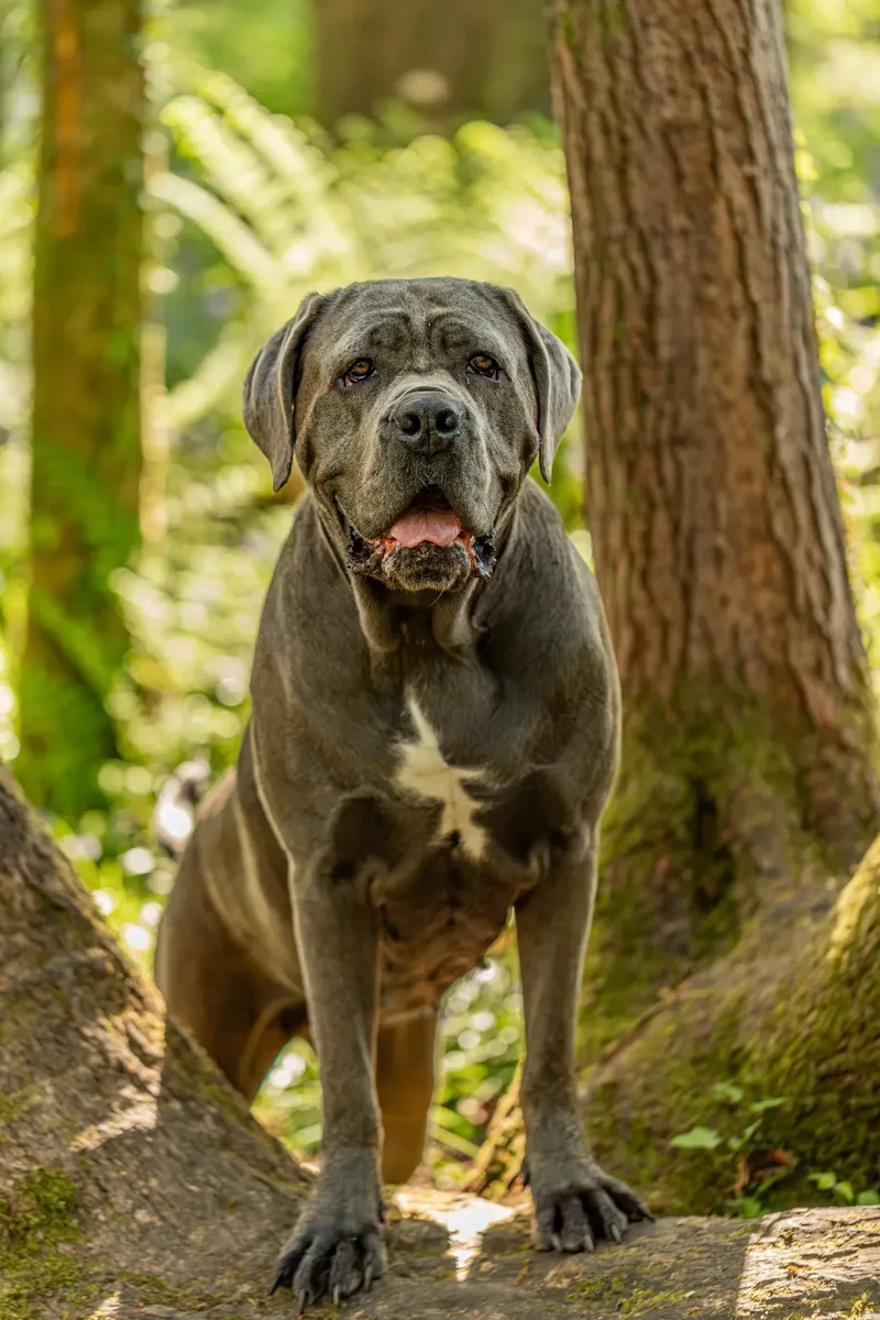 Skye the Cane Corso (13 of 23)