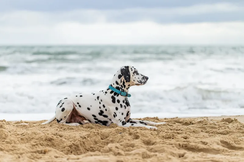 Domino the Dalmation (12 of 24)