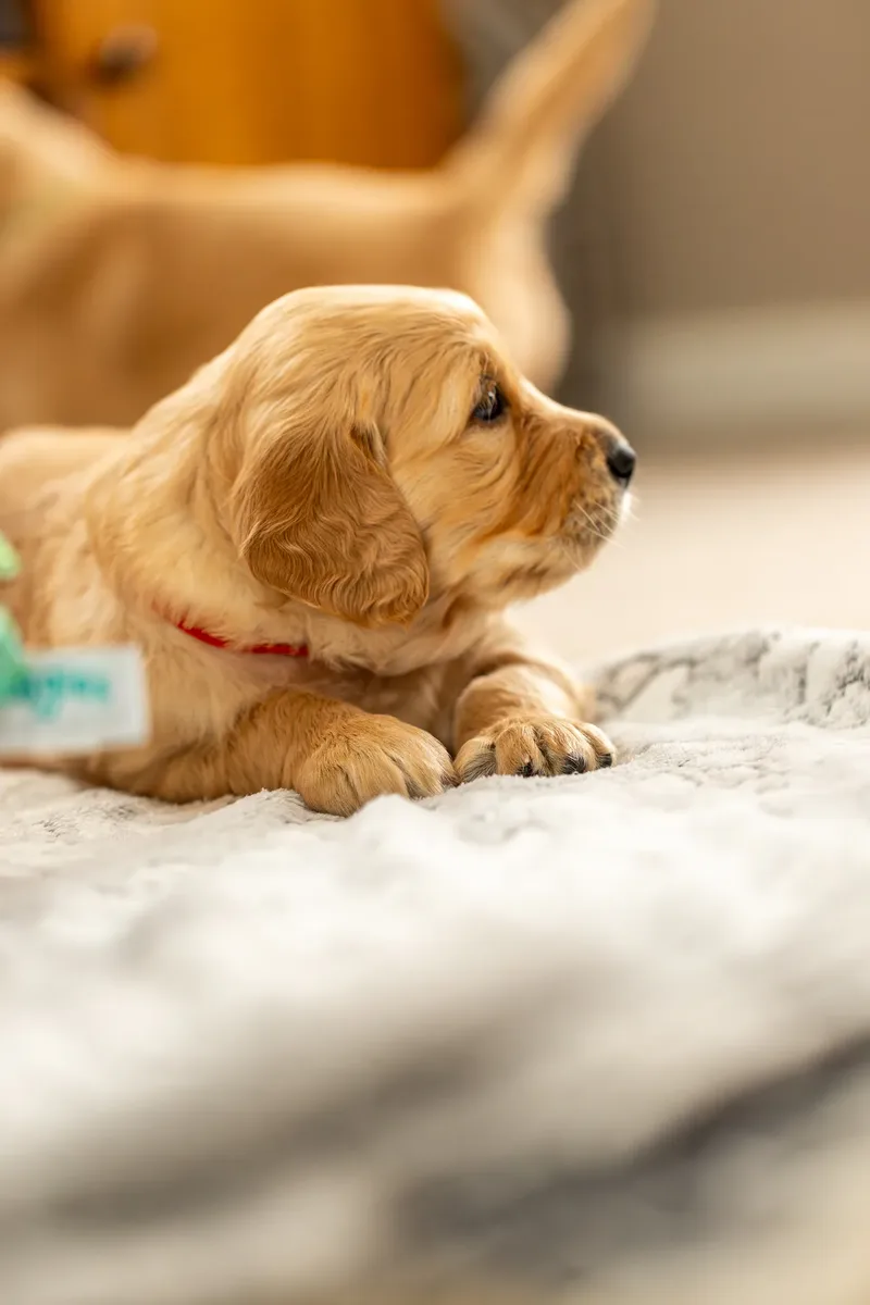 Golden Retriever Puppies (18 of 60)