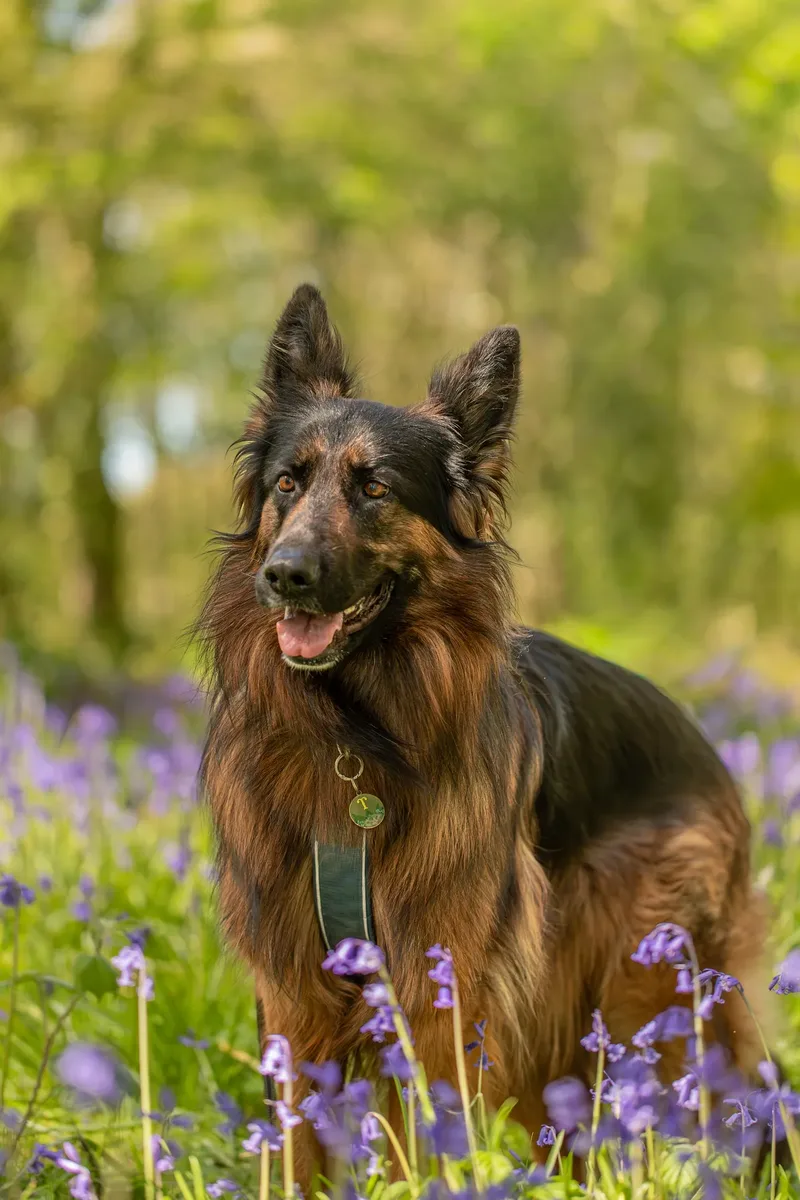 Tora the german shepherd (28 of 28)