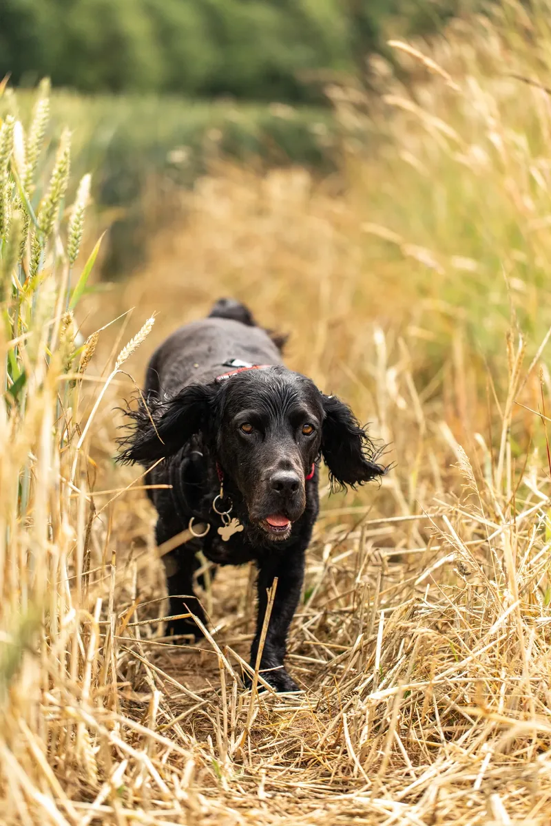Ralph & Monty (7 of 24)