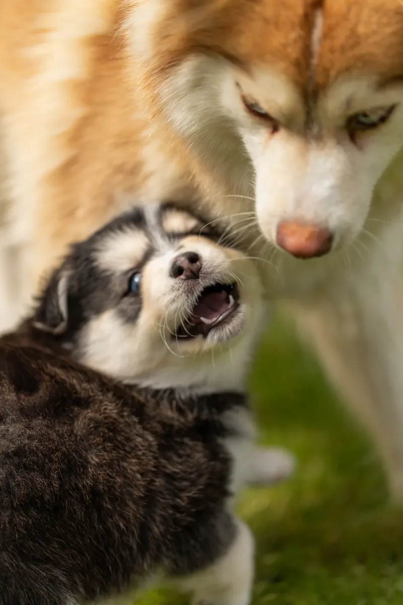 South Coast Pomsky’s (6 of 29)