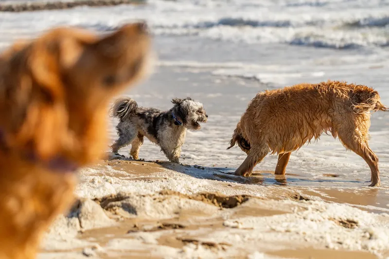 Hugo, Cookie, Flossie & Ralph (8 of 24)