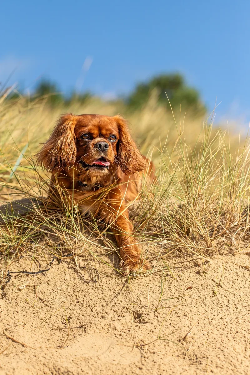Rusty The Cavalier (11 of 24)