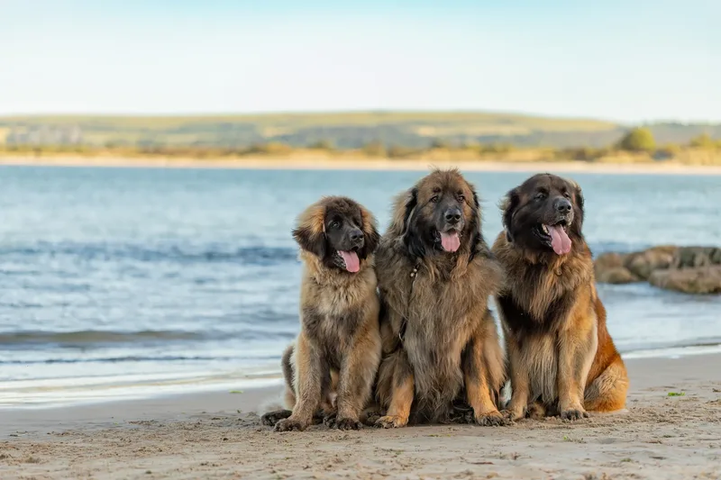 Leonberger Meet Up (5 of 47)