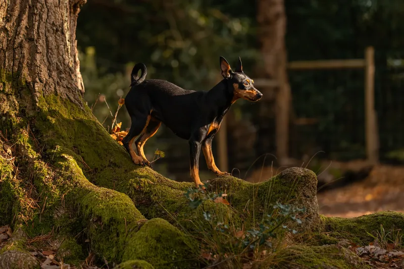 The Three Min Pins (7 of 24)