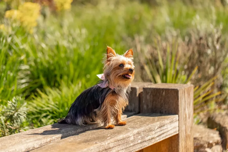 Willow – the mini yorkie (7 of 24)