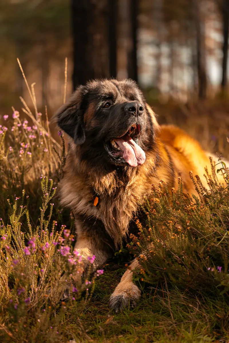 Koda the Bear (Leonberger) (21 of 24)