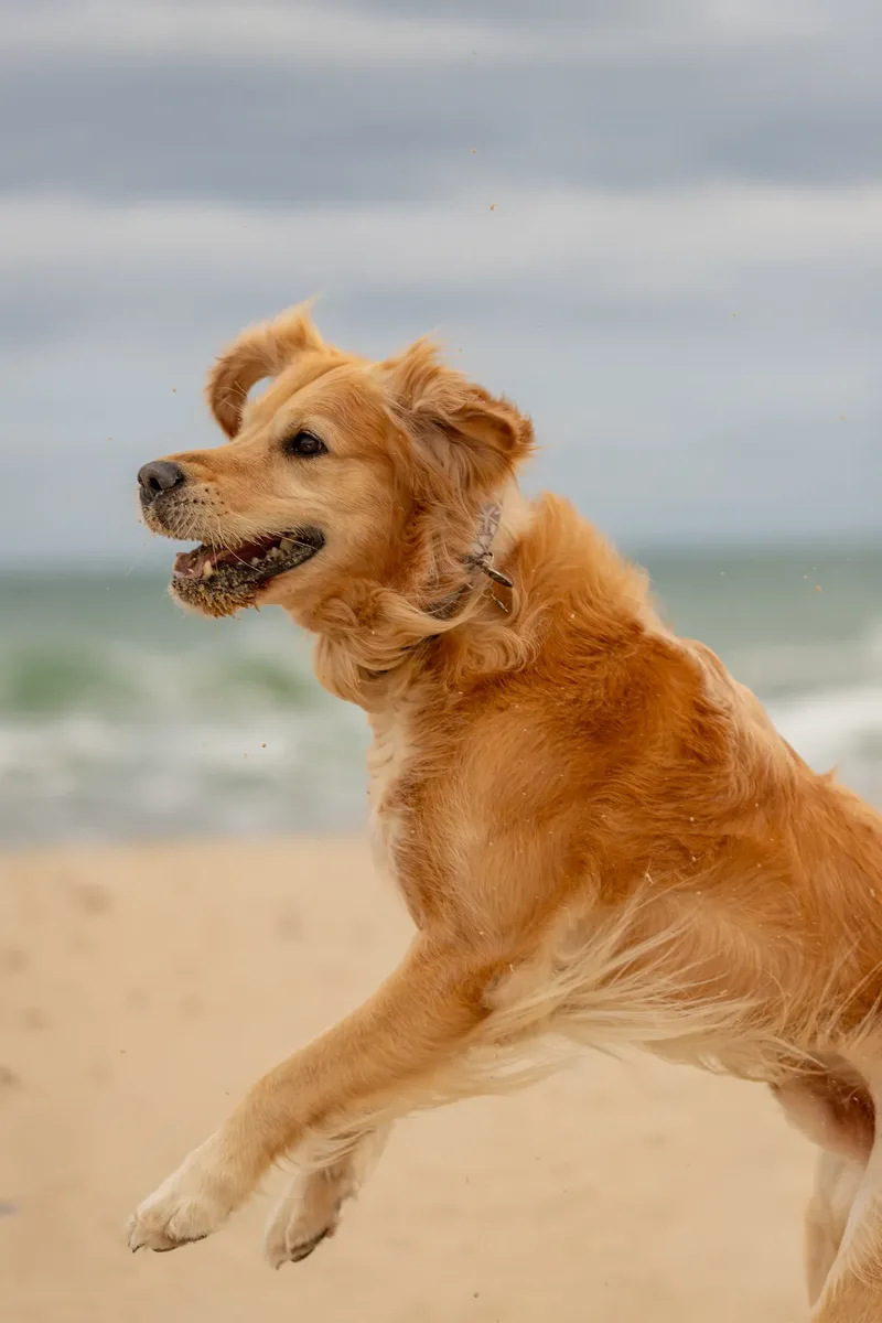 Murphy the golden retriever (29 of 41)