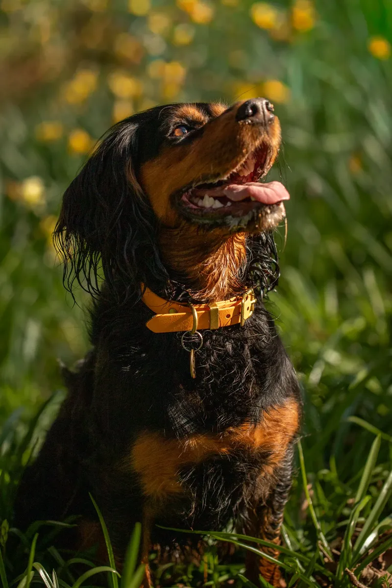 Maya (9 of 29)