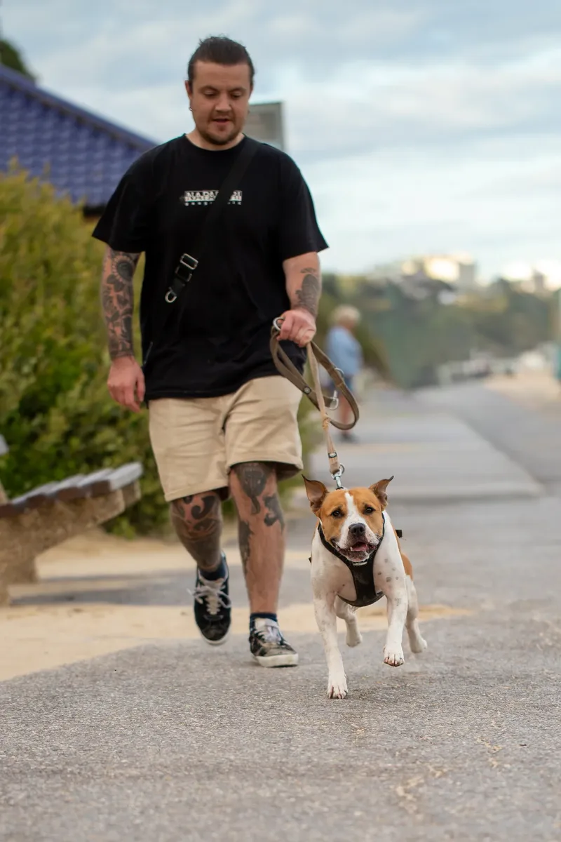 Dickie the Staffy (2 of 43)