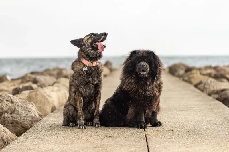 Estia & Baloo (12 of 24)