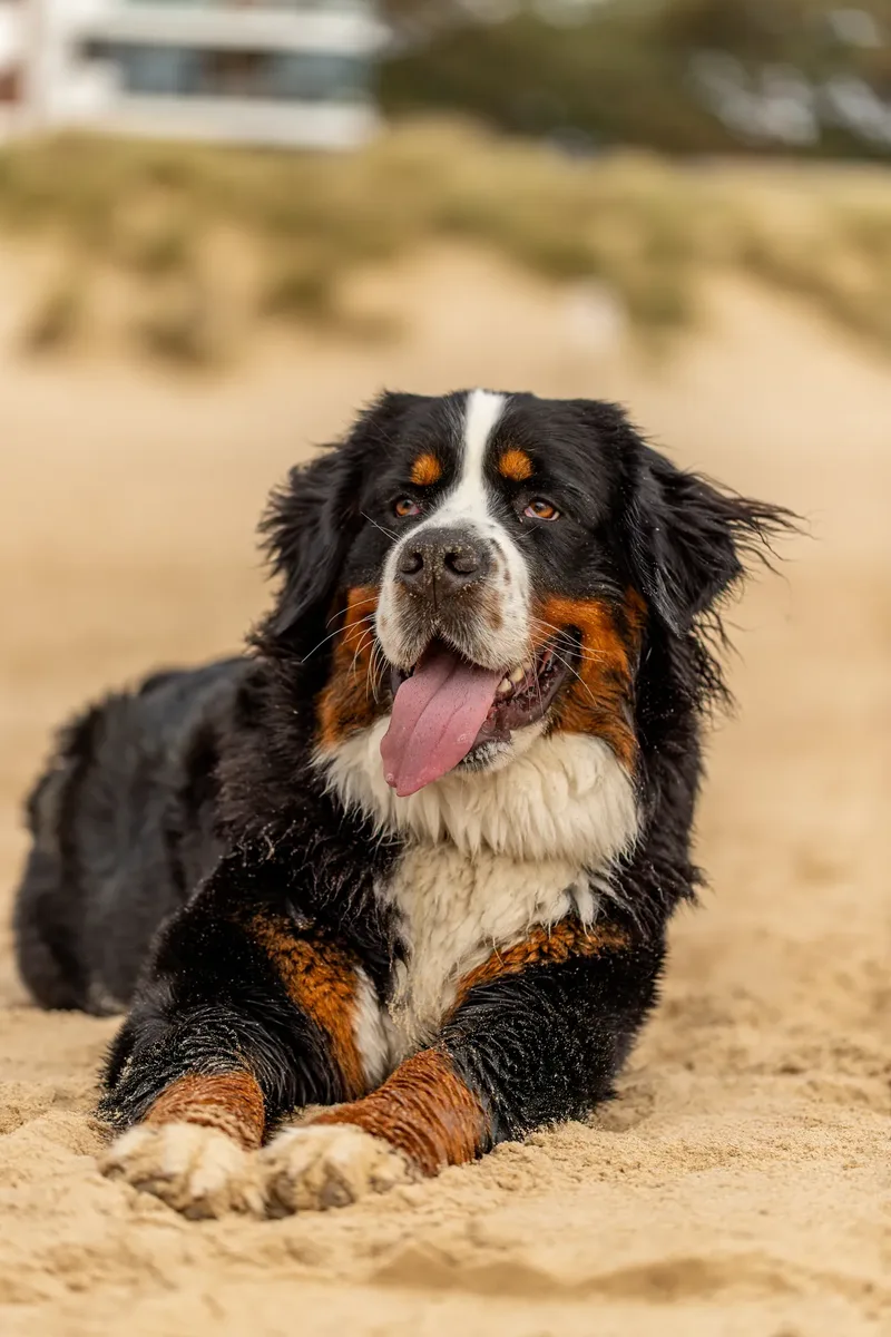 Berry the Bernese Mountain Dog (25 of 30)