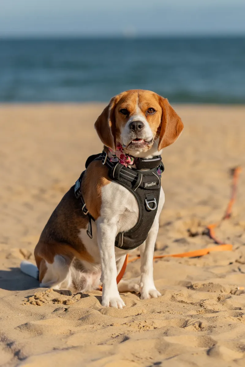 Dorset Dog Trainer – Branksome Chine (10 of 52)
