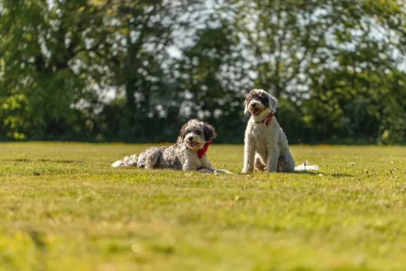 Dougie & Barney – The Bordoodle Cousins (10 of 22)