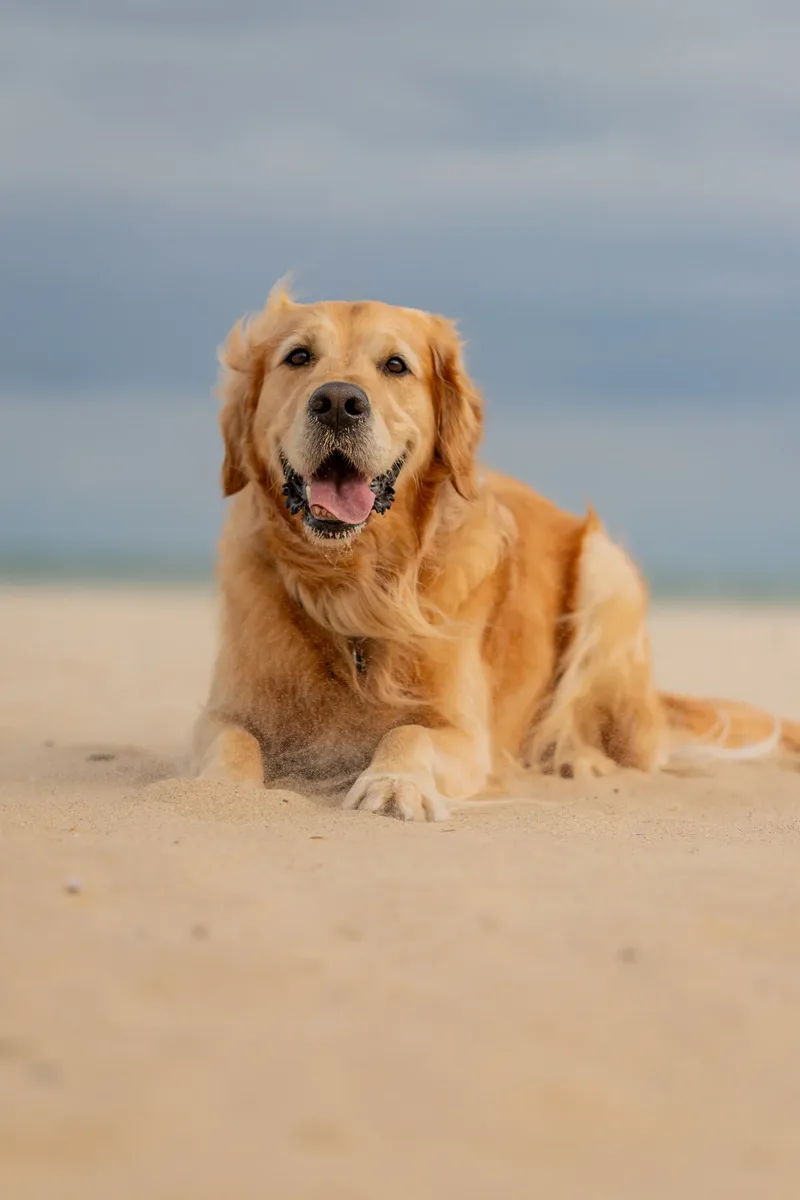 Murphy the golden retriever (7 of 41)