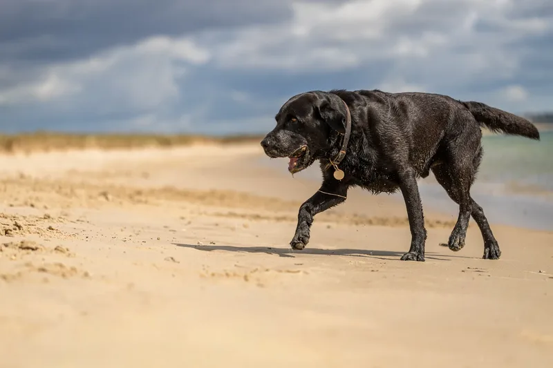 Stan the black lab (10 of 38)