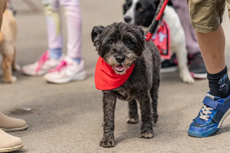Sunshine, Smiles & Wagging Tails at Cherry Tree Nurseries (9 of 24)