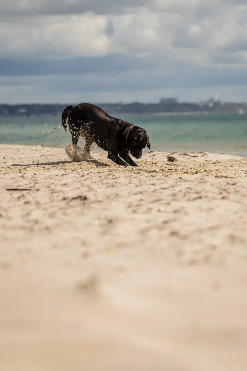 Stan the black lab (5 of 38)