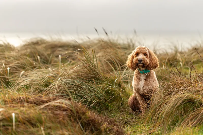 Teddy the Cockapoo (7 of 39)